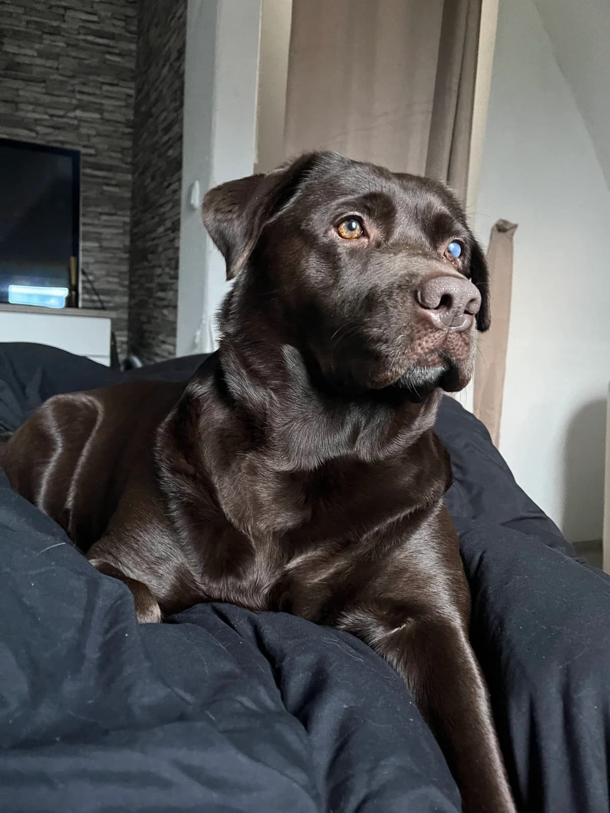 Sally, female senior Mixed Breed for adoption at Julias Tierheim Ahaus