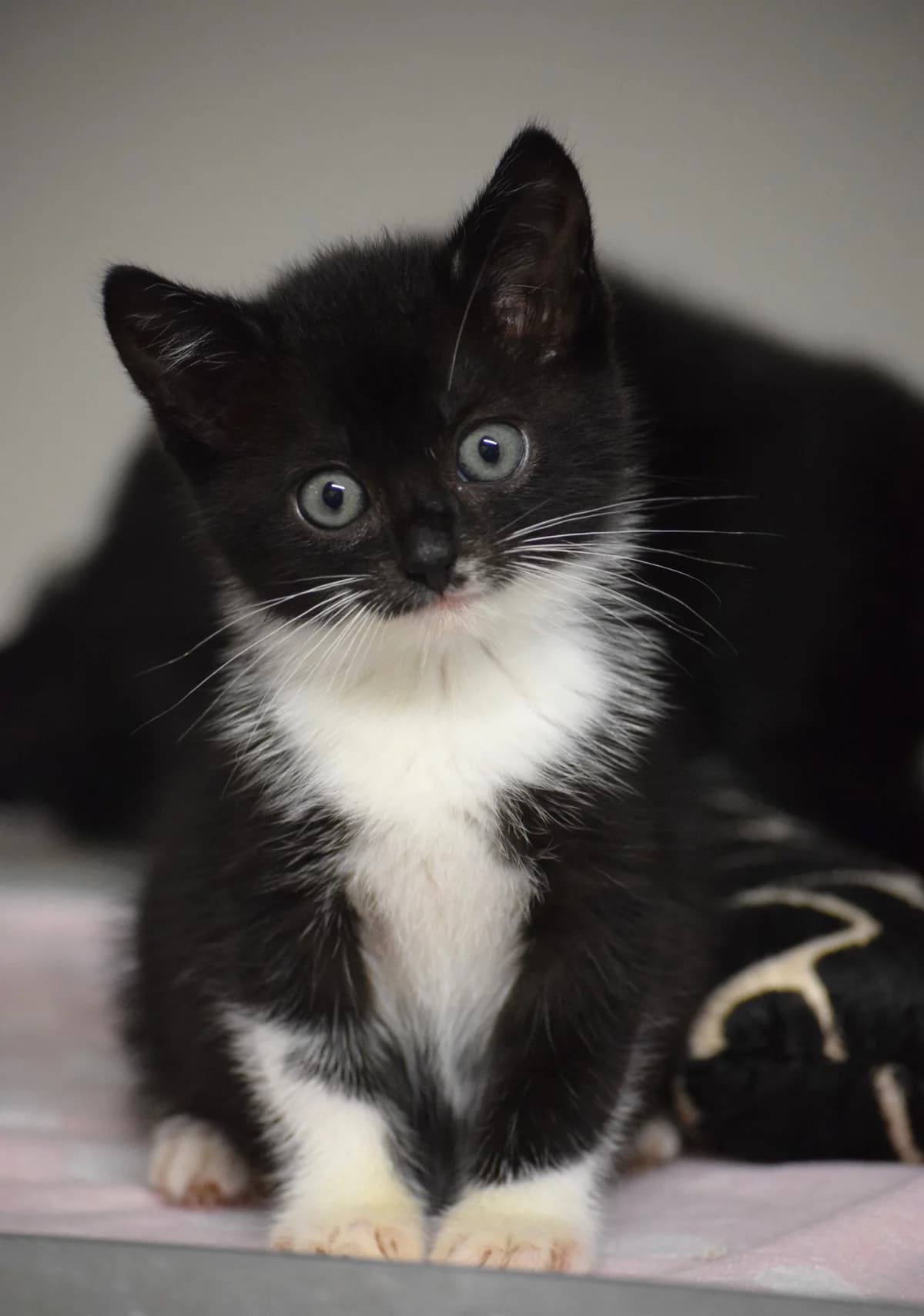 Schimanski, male Mixed Breed for adoption at Julias Tierheim Ahaus