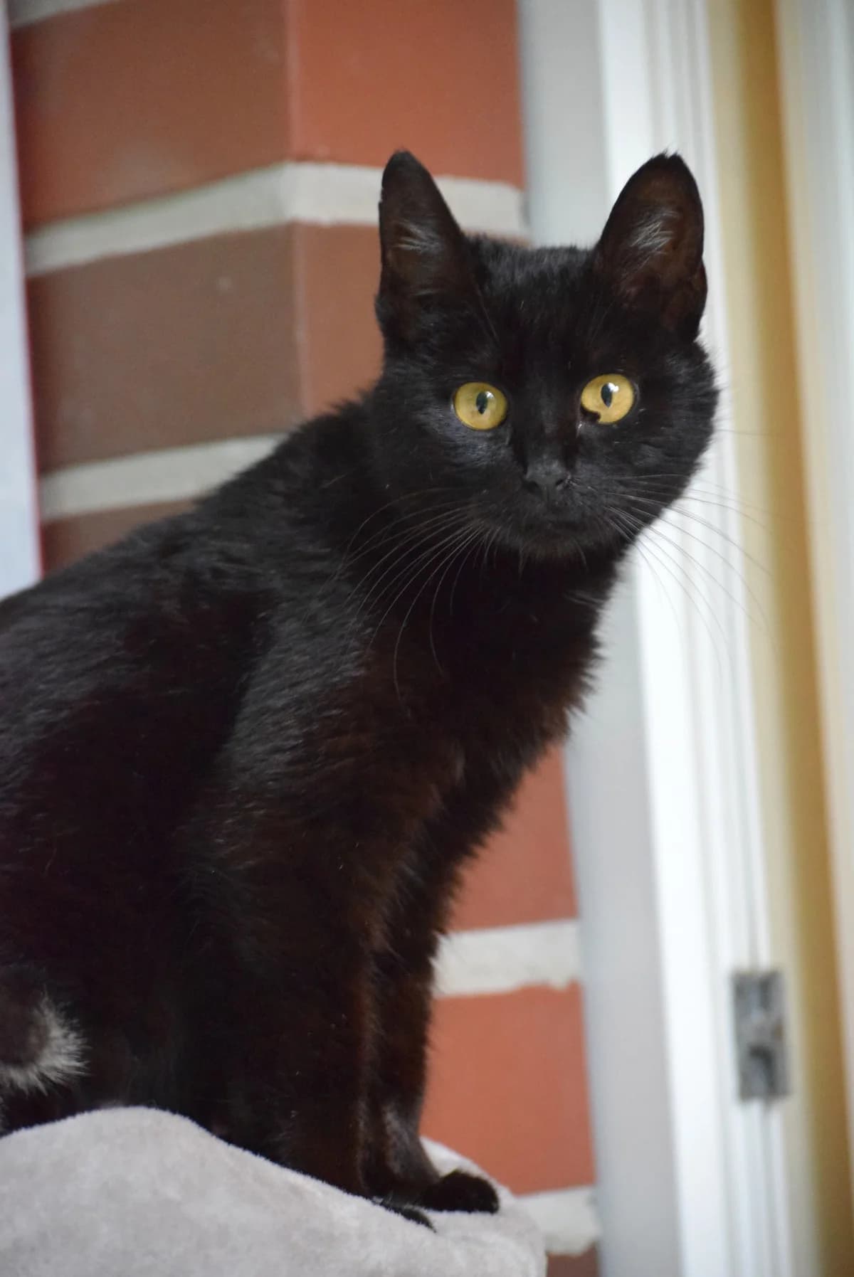 Sira, female senior Mixed Breed for adoption at Julias Tierheim Ahaus
