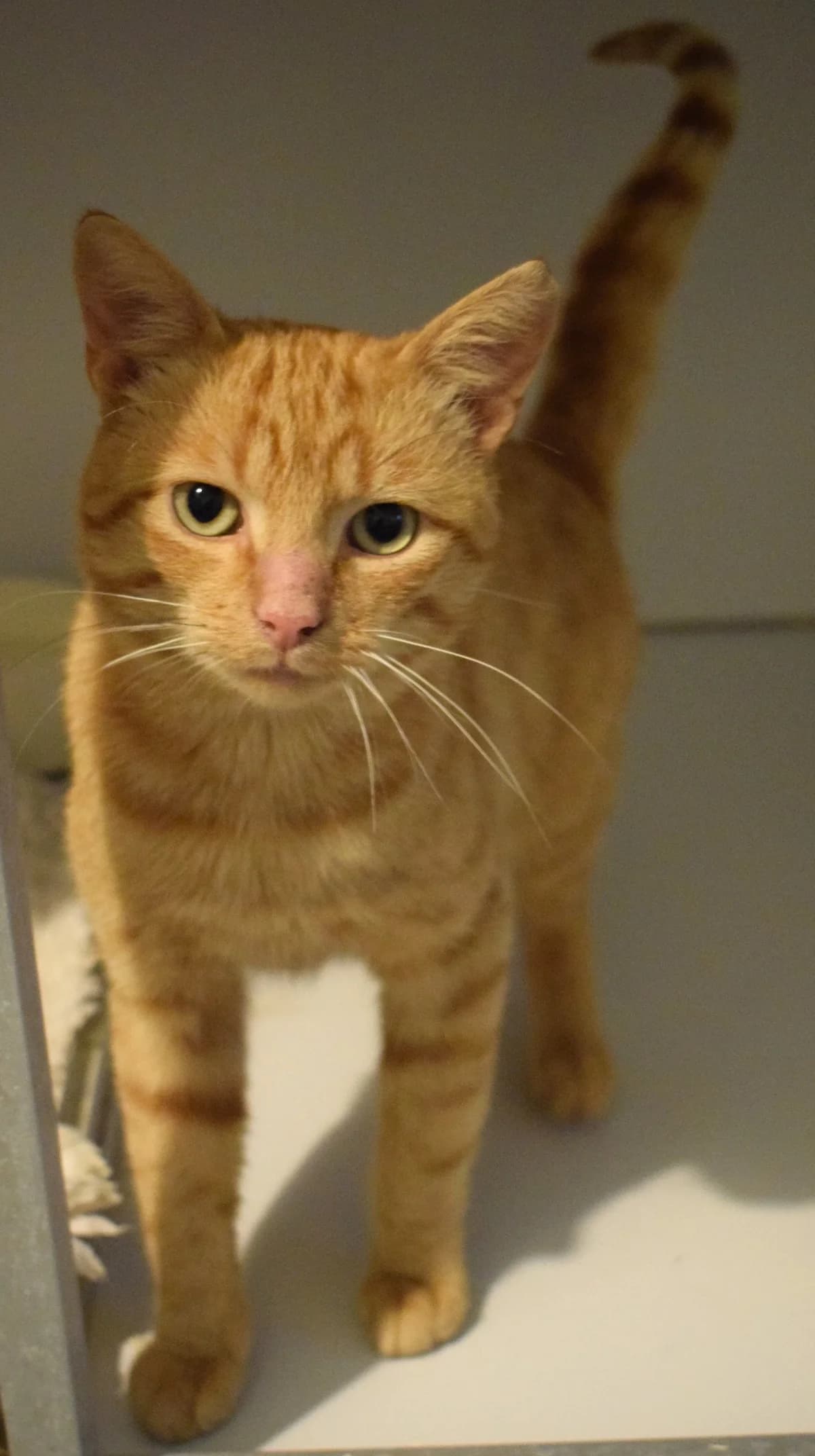 Spencer, male senior Mixed Breed for adoption at Julias Tierheim Ahaus