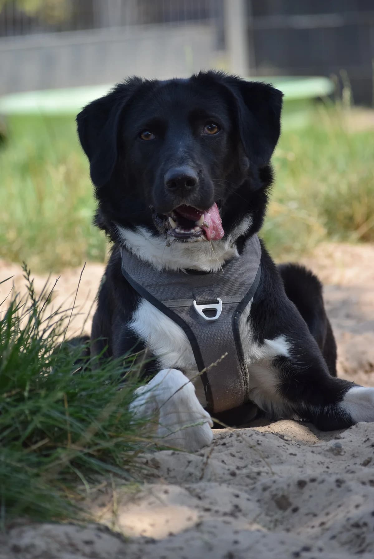 Susi, female senior Mixed Breed for adoption at Julias Tierheim Ahaus