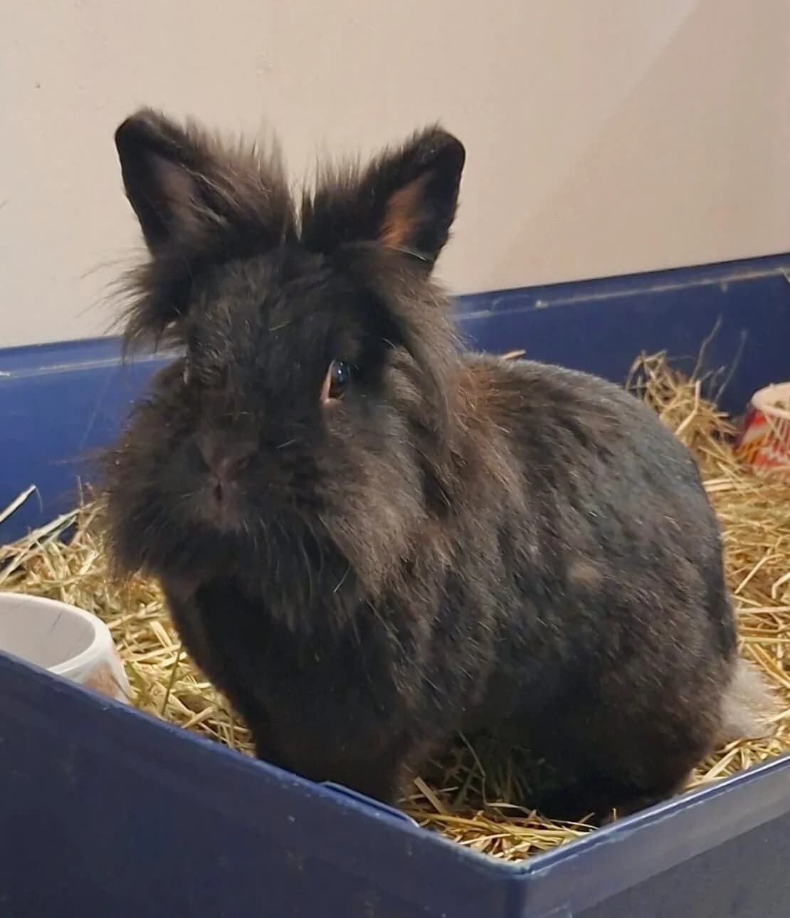 Thea, female Mixed Breed for adoption at Julias Tierheim Ahaus