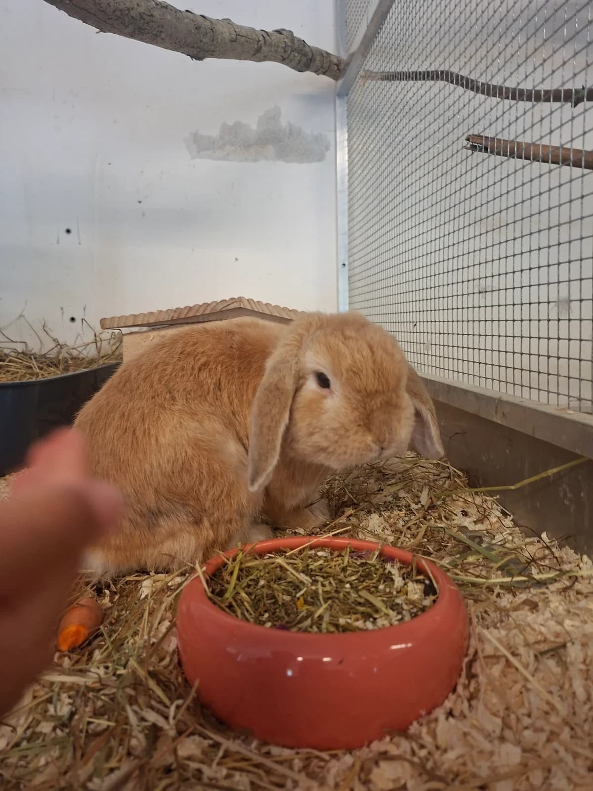 TIK, male Mixed Breed for adoption at Julias Tierheim Ahaus