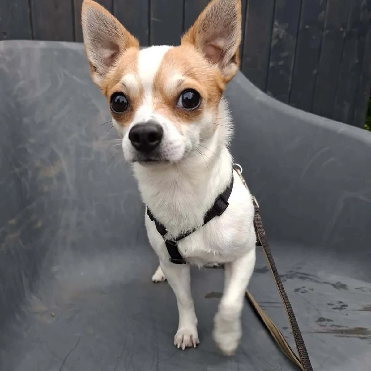 Timmy, male senior Mixed Breed for adoption at Julias Tierheim Ahaus