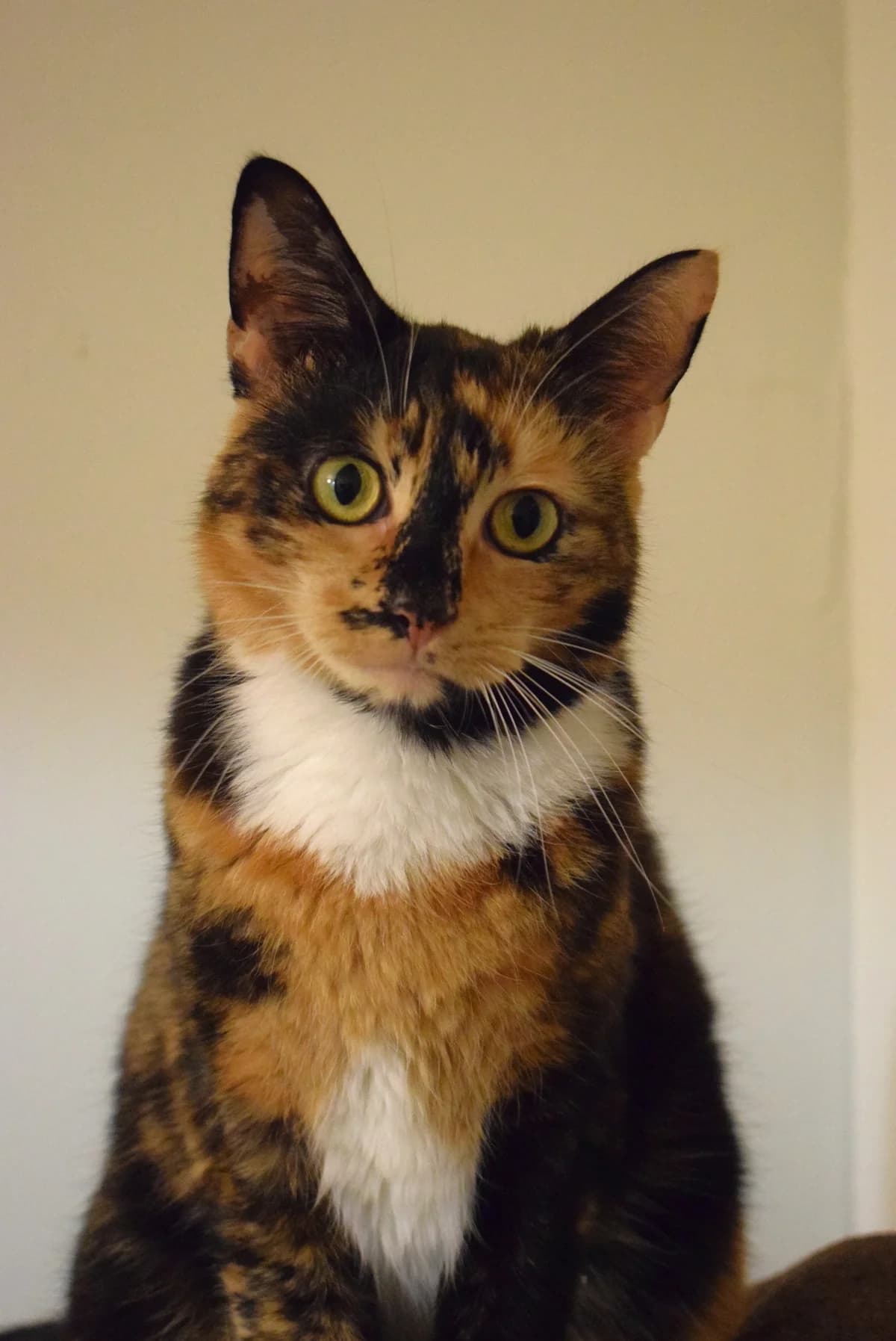 Tonka, female Mixed Breed for adoption at Julias Tierheim Ahaus
