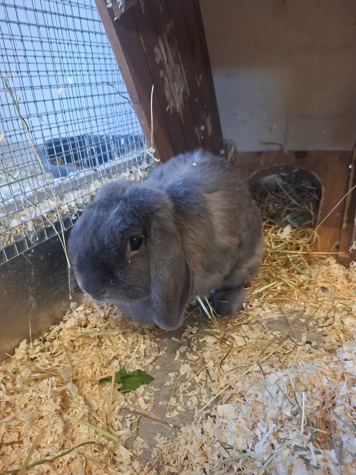 Trik, male Mixed Breed for adoption at Julias Tierheim Ahaus