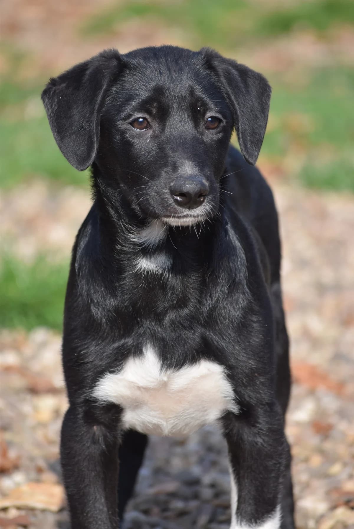 Wally, male Mixed Breed for adoption at Julias Tierheim Ahaus