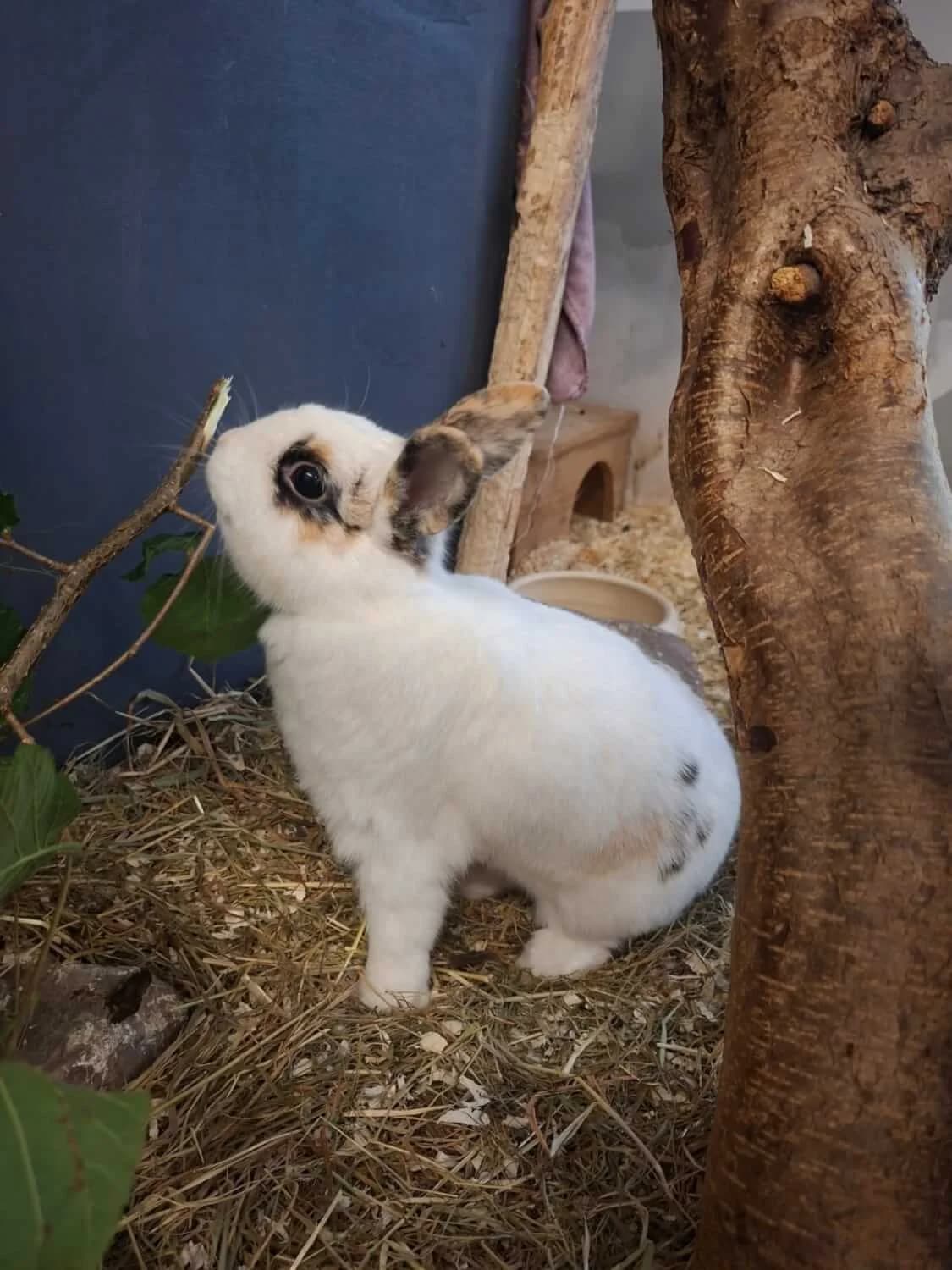 Woody, male senior Mixed Breed for adoption at Julias Tierheim Ahaus