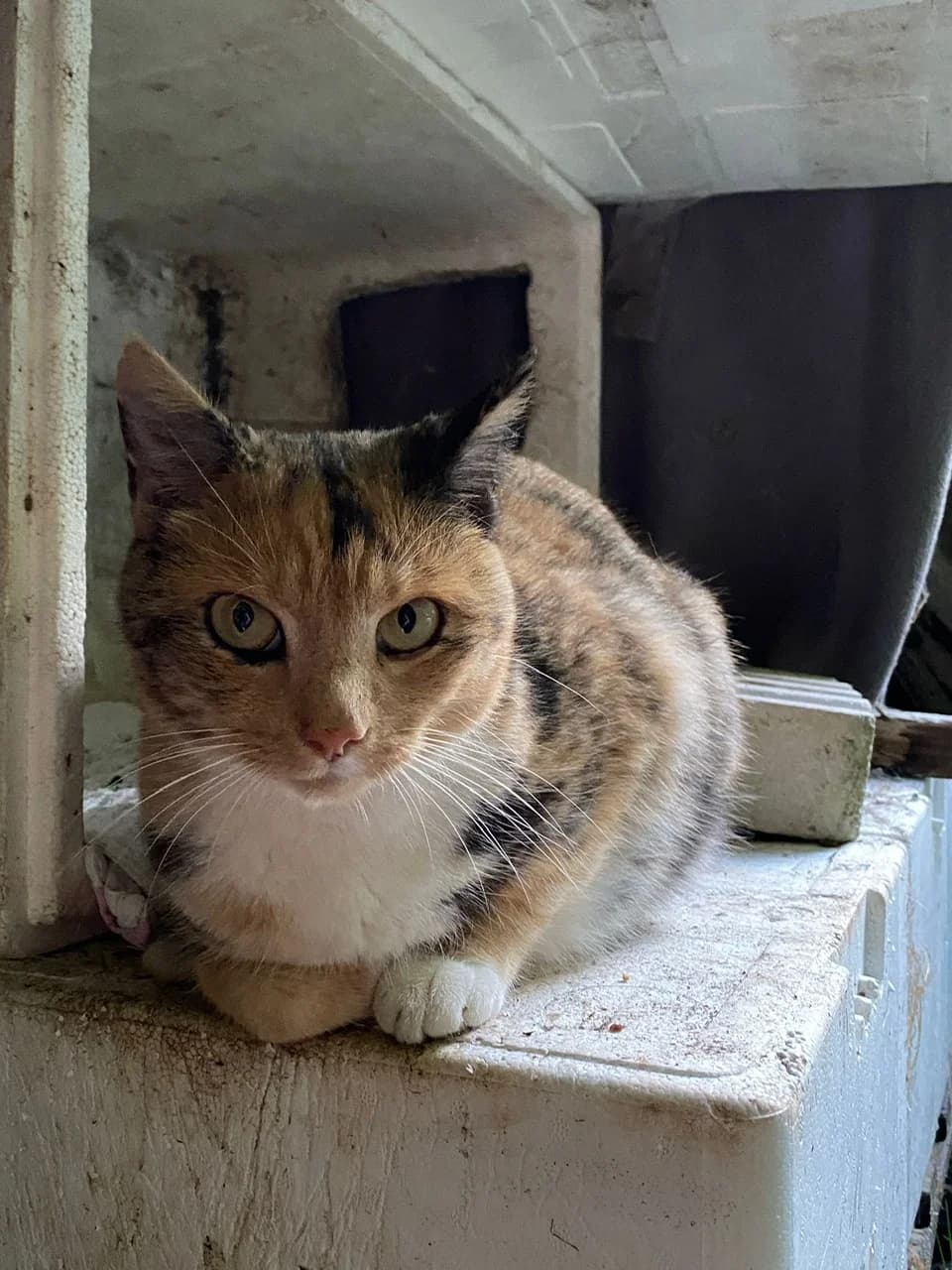 Futterstellen,  Mixed Breed for adoption at Katzenhilfe Bremen e.V., Bremen