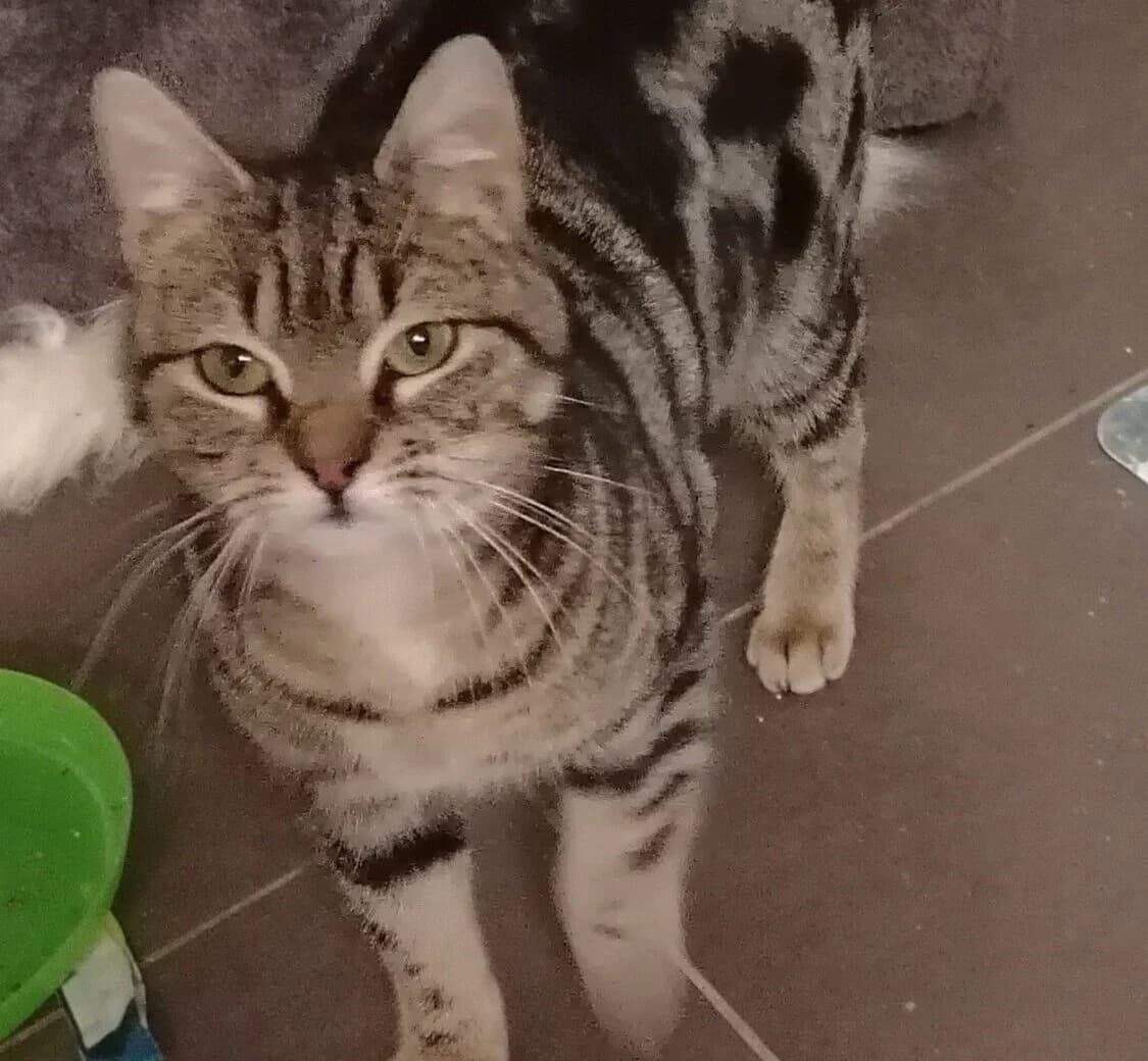 Schüchterne Schönheiten,  Mixed Breed for adoption at Katzenhilfe Bremen e.V., Bremen