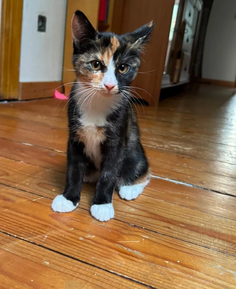 Katzenkinder, male Mixed Breed for adoption at Katzenhilfe Bremen e.V., Bremen