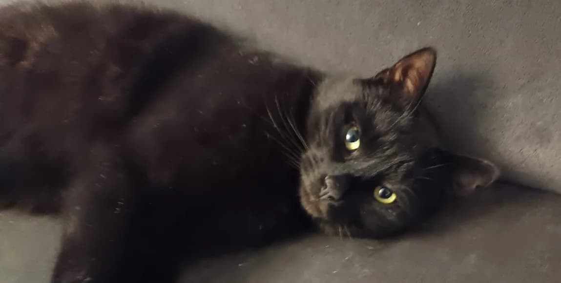 Traumkater „Dickie“ geb. 2022, male Mixed Breed for adoption at Katzenhilfe Bremen e.V., Bremen