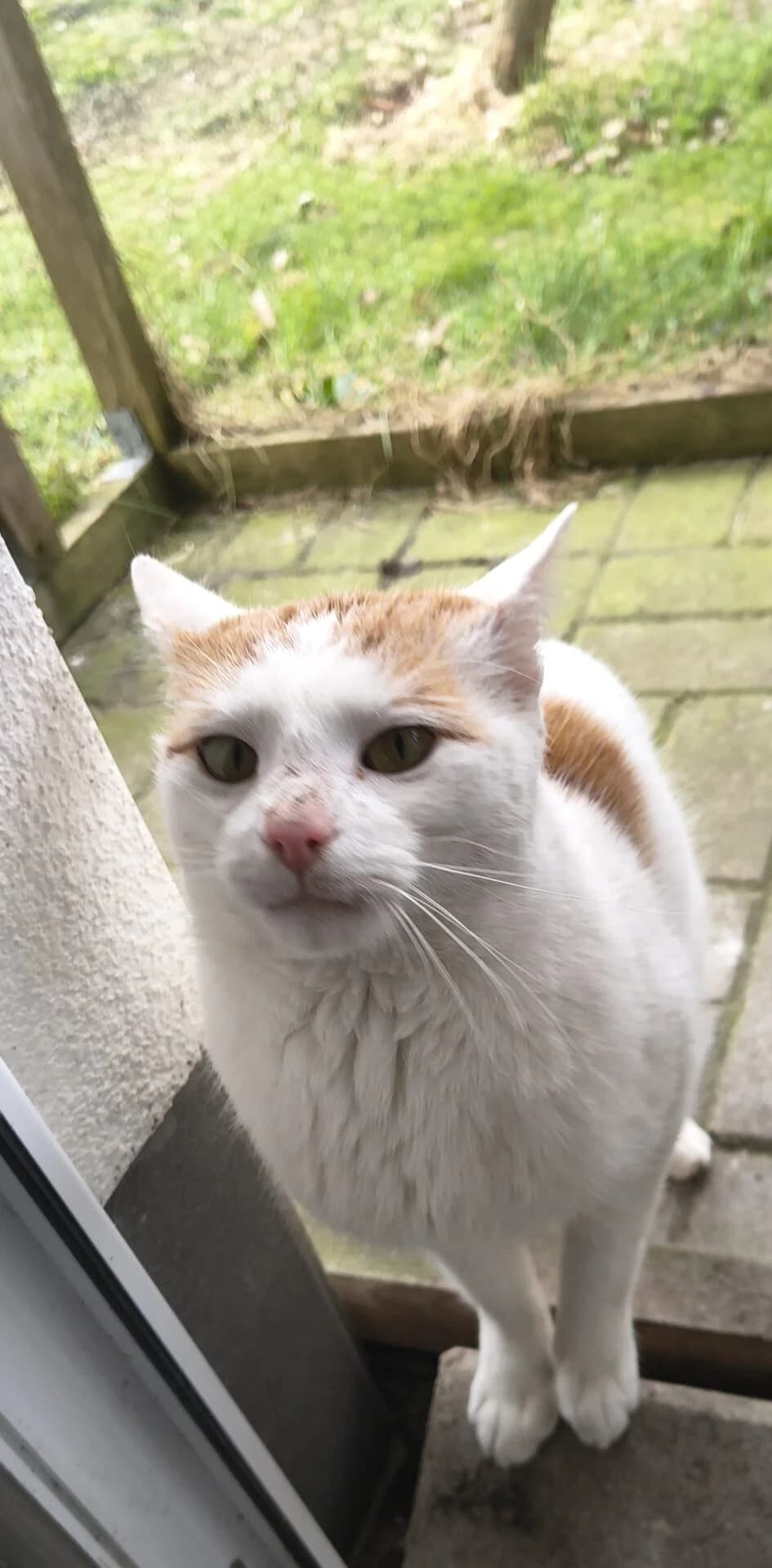 Kater Tobi, male Mixed Breed for adoption at Katzenhilfe Bremen e.V., Bremen