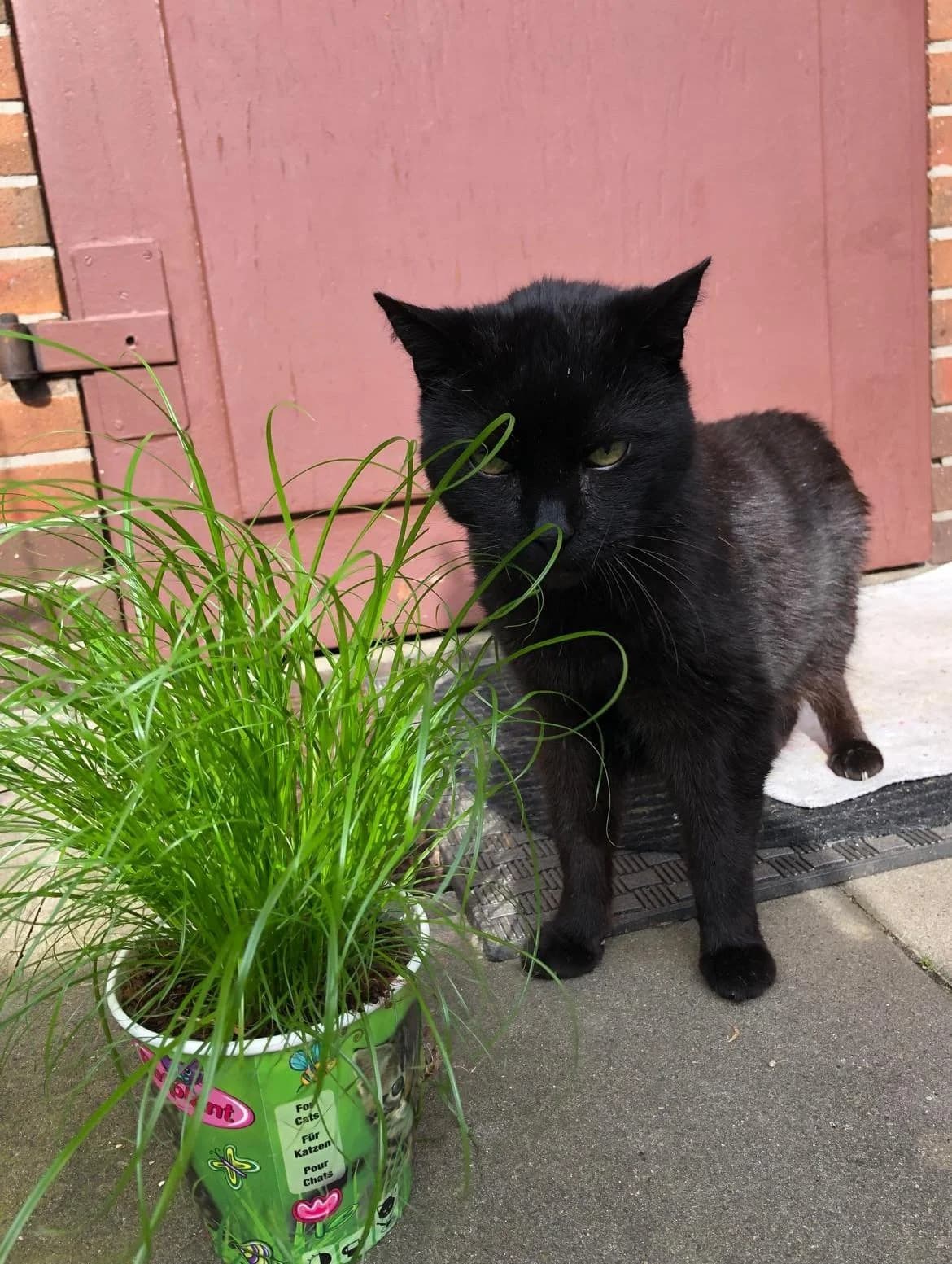 Paule, male Mixed Breed for adoption at Katzenhilfe Bremen e.V., Bremen