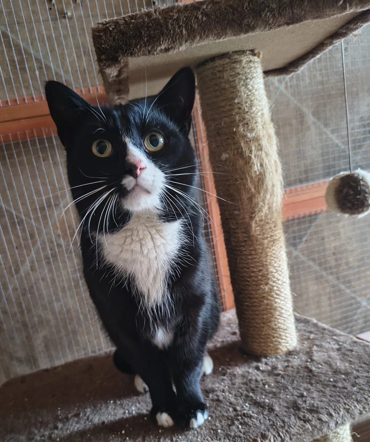 Kater Teki, male senior Mixed Breed for adoption at Katzenhilfe Bremen e.V., Bremen