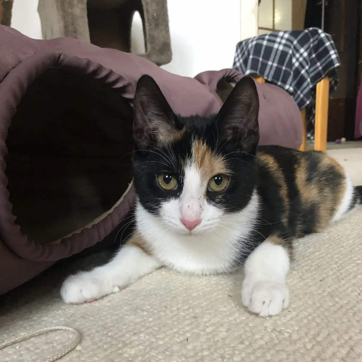 Lotte und Lina,  Mixed Breed for adoption at Katzenhilfe Bremen e.V., Bremen