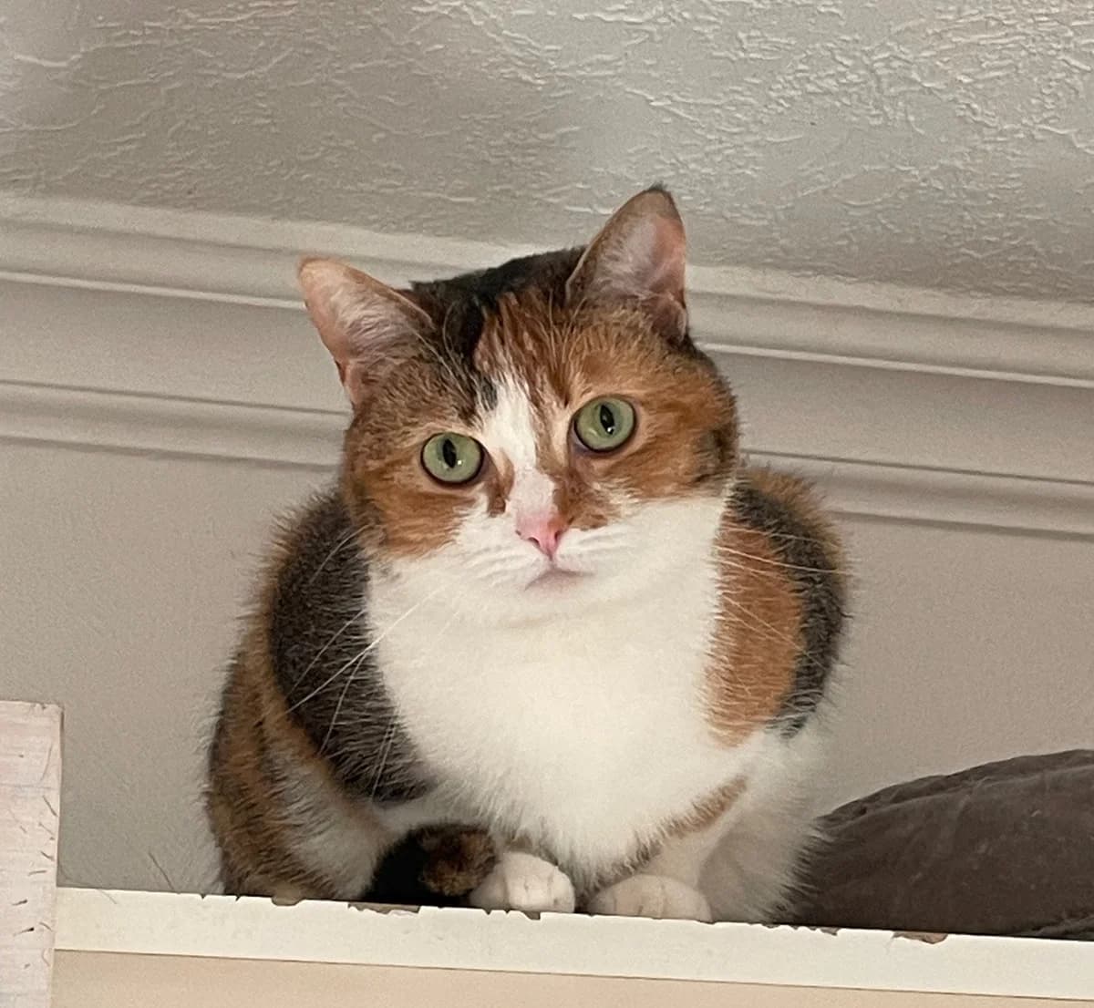 Elsa, female Mixed Breed for adoption at Katzenhilfe Bremen e.V., Bremen