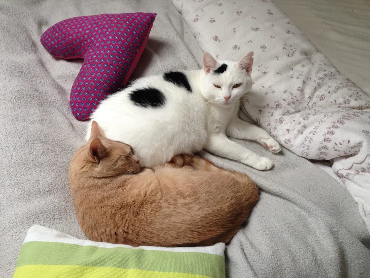 Lenny Schmusebacke, male Mixed Breed for adoption at Katzenhilfe Bremen e.V., Bremen