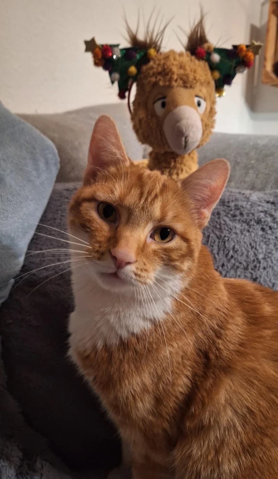 Simba, male senior Mixed Breed for adoption at Katzenhilfe Greven, Greven