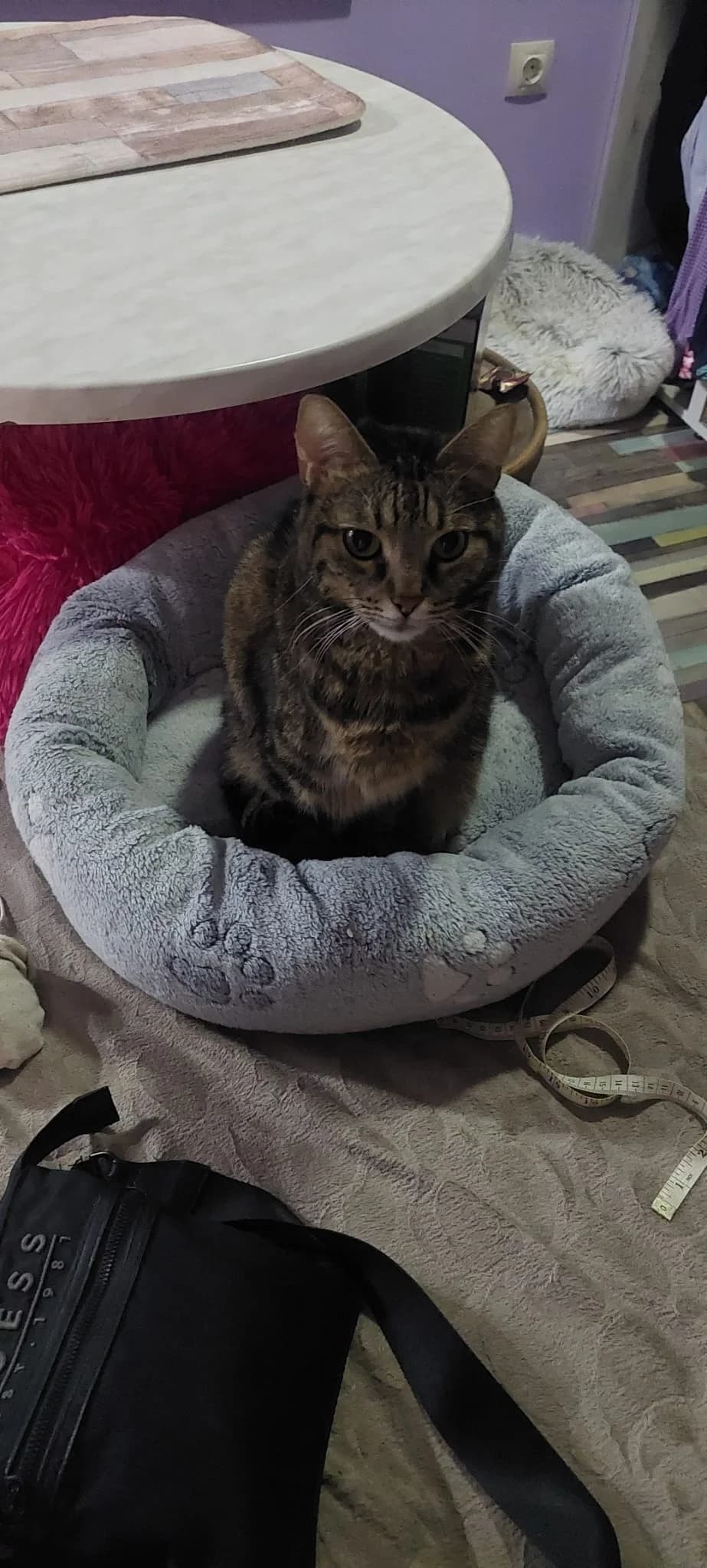 Aya,  6yo Mixed Breed for adoption at Katzenhilfe Hoffnung