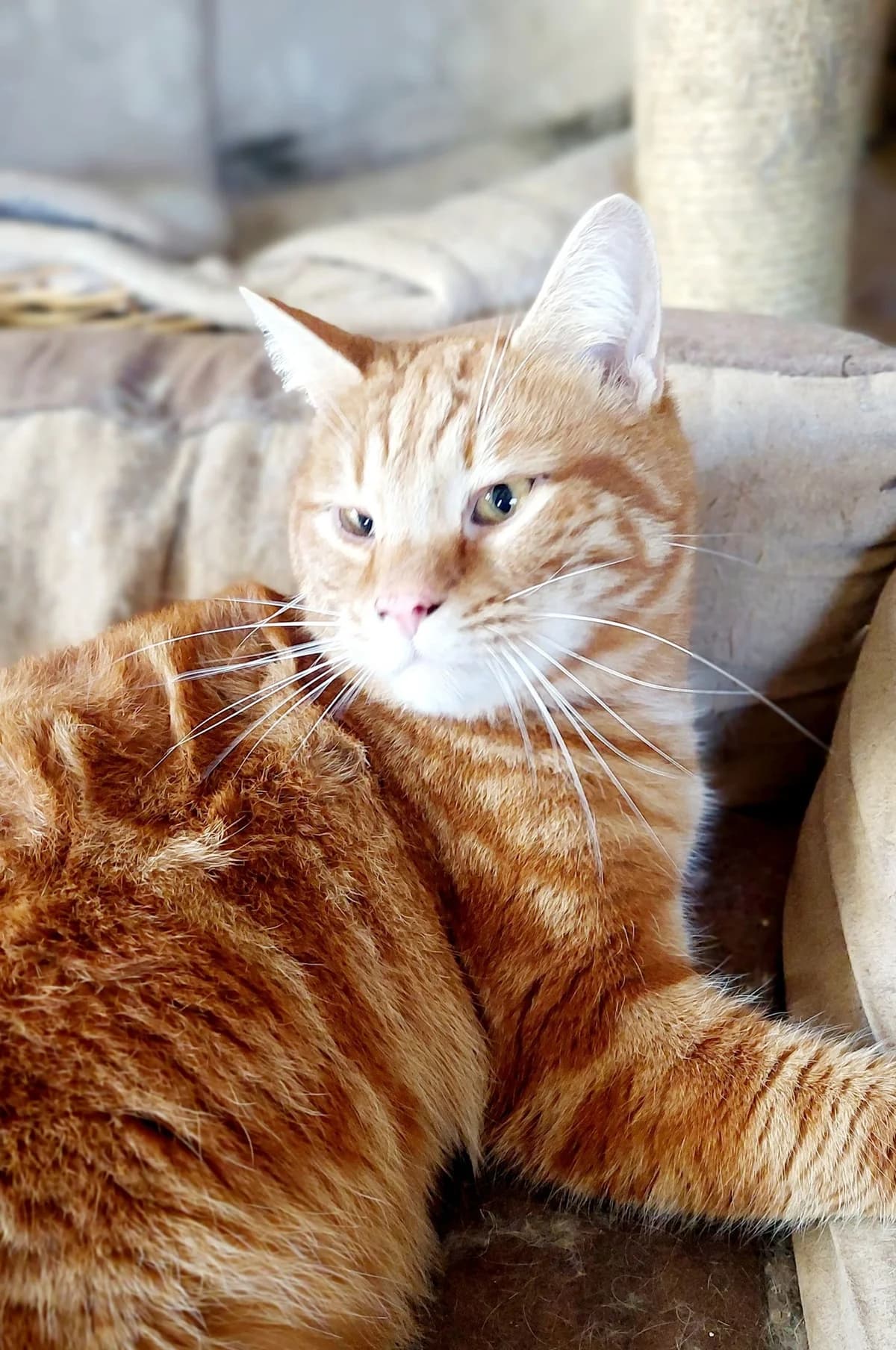 Berry, male 3yo Mixed Breed for adoption at Katzenhilfe Hoffnung