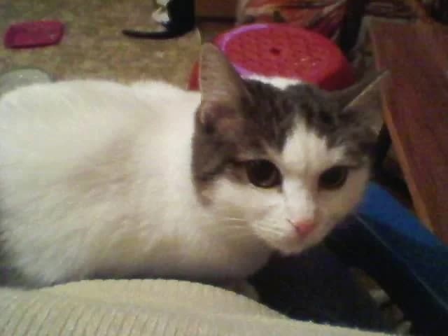Betty,  senior Mixed Breed for adoption at Katzenhilfe Hoffnung
