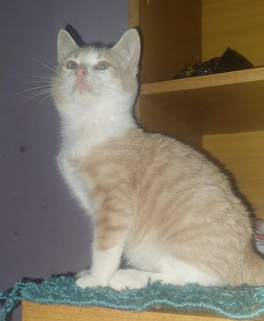Emu,  3yo Mixed Breed for adoption at Katzenhilfe Hoffnung