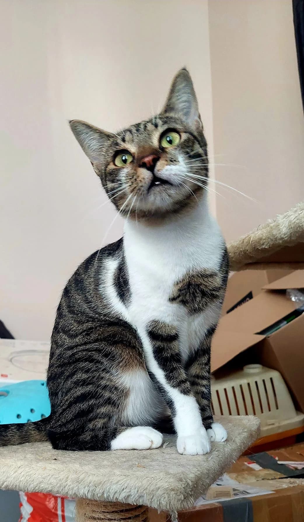 Giny,  4yo Mixed Breed for adoption at Katzenhilfe Hoffnung