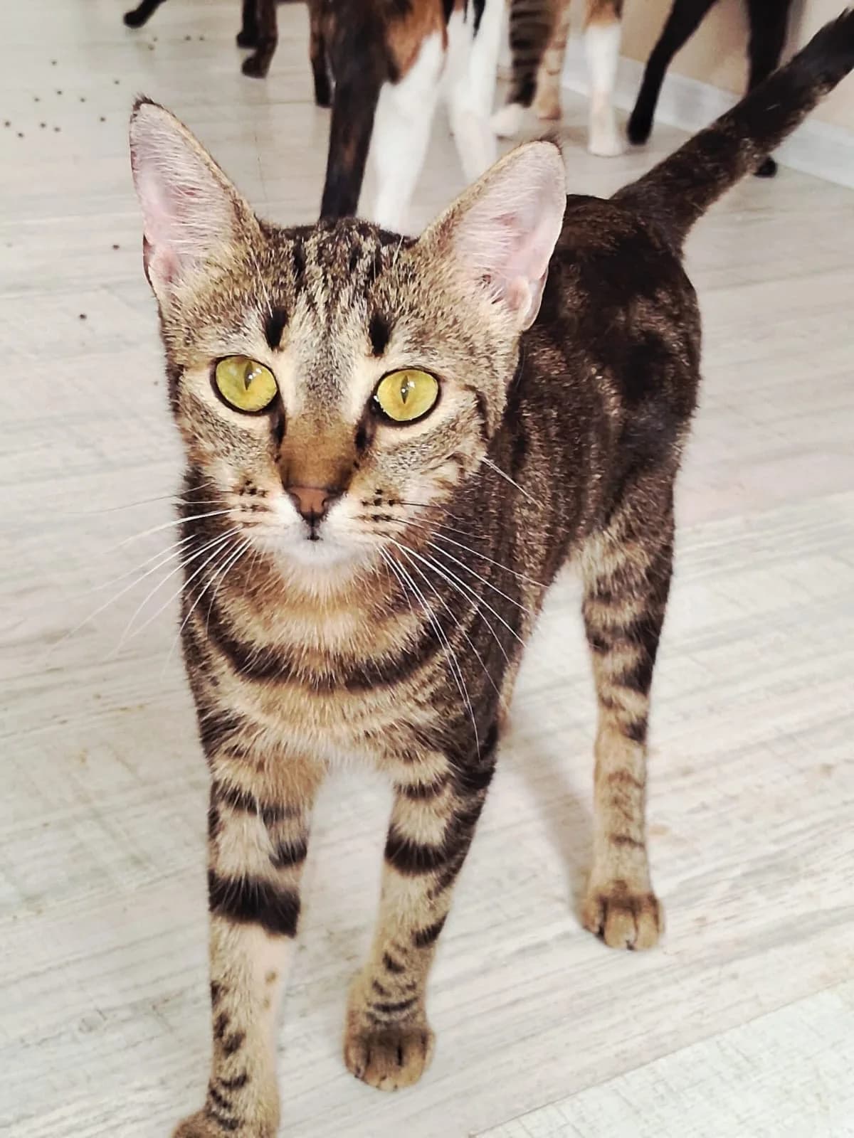 Lily, female young Mixed Breed for adoption at Katzenhilfe Hoffnung