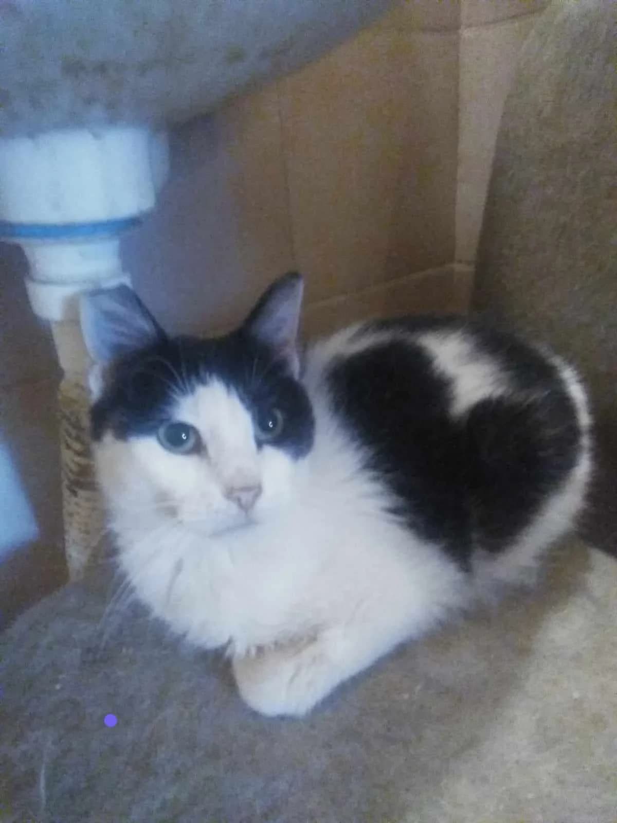 Missi,  6yo Mixed Breed for adoption at Katzenhilfe Hoffnung