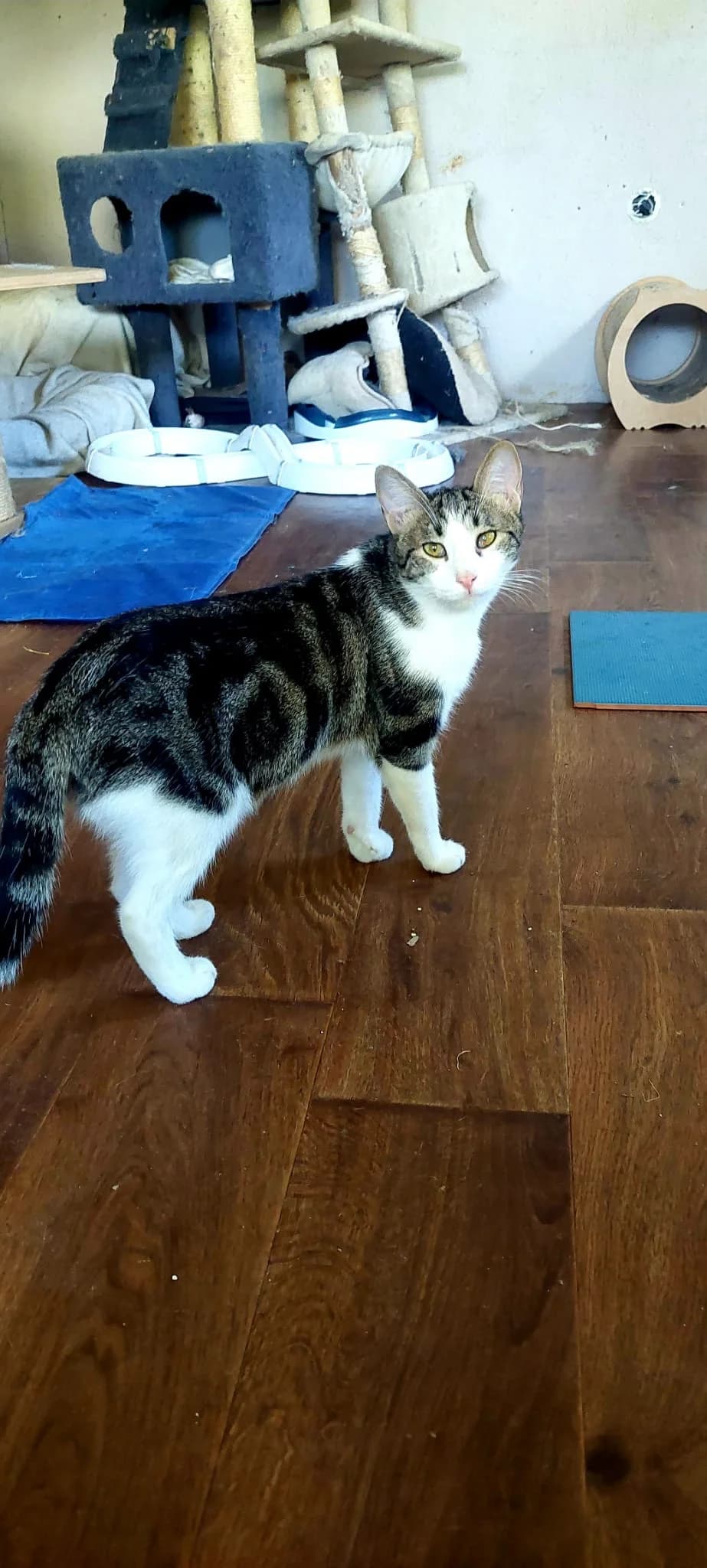 Peter,  4yo Mixed Breed for adoption at Katzenhilfe Hoffnung