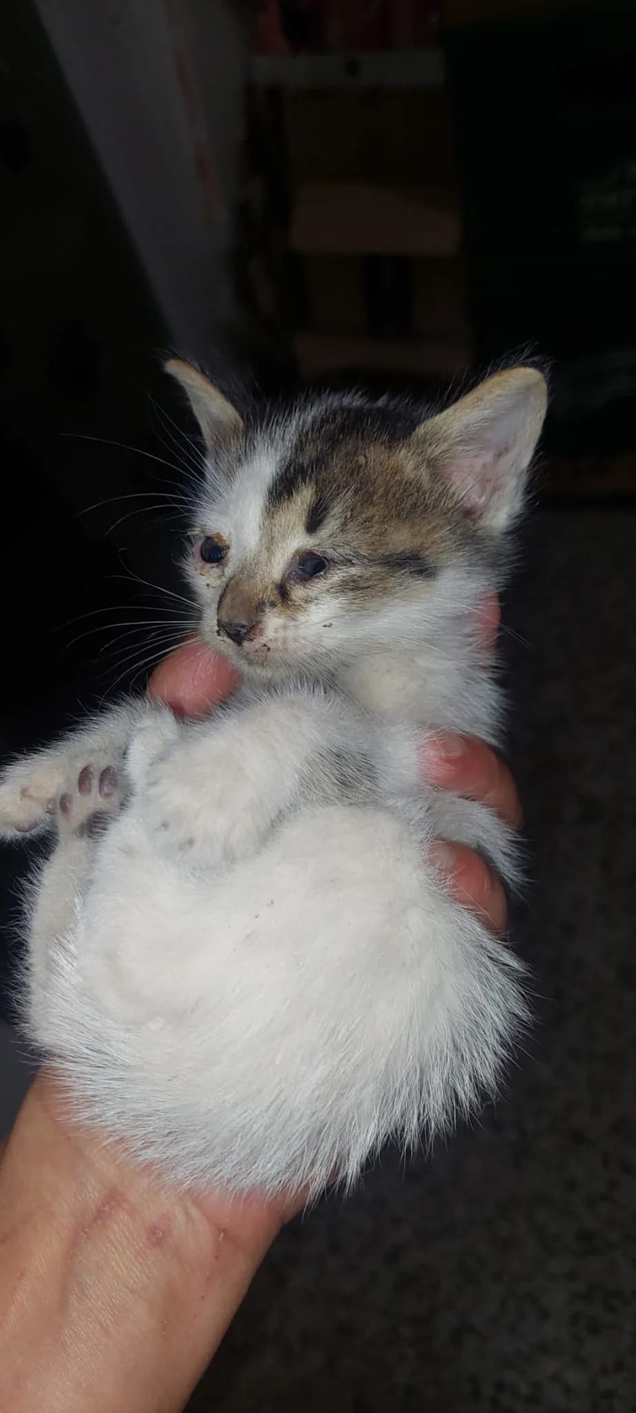 Sam,  young Mixed Breed for adoption at Katzenhilfe Hoffnung
