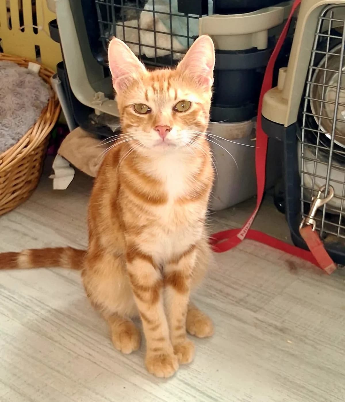 Sam, male young Mixed Breed for adoption at Katzenhilfe Hoffnung