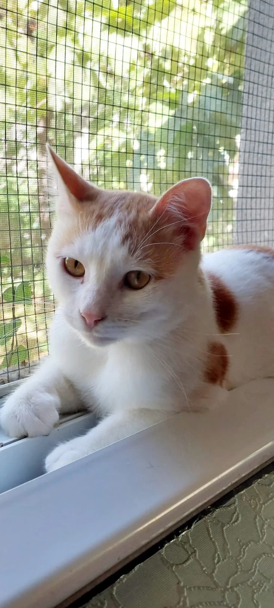 Sammy,  4yo Mixed Breed for adoption at Katzenhilfe Hoffnung