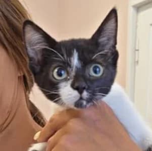 Anastasia, Mixed Breed (Katzenhilfe Lazarus e.V.)
