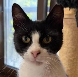 Castro, male Mixed Breed for adoption at Katzenhilfe Lazarus e.V.
