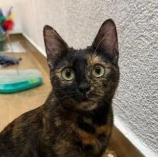 Lila, female Mixed Breed for adoption at Katzenhilfe Lazarus e.V.