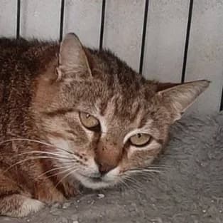 Martha, female Mixed Breed for adoption at Katzenhilfe Lazarus e.V.