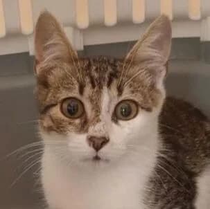 Moritz, Mixed Breed (Katzenhilfe Lazarus e.V.)