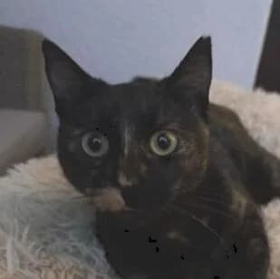 Molly, female Mixed Breed for adoption at Katzenhilfe Lazarus e.V.