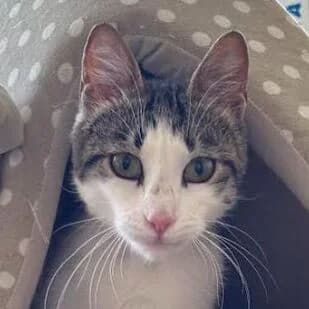 Polina, female young Mixed Breed for adoption at Katzenhilfe Lazarus e.V.
