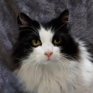 Shisha, female senior Mixed Breed for adoption at Katzenhilfe Lazarus e.V.