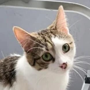 Snubby, male Mixed Breed for adoption at Katzenhilfe Lazarus e.V.