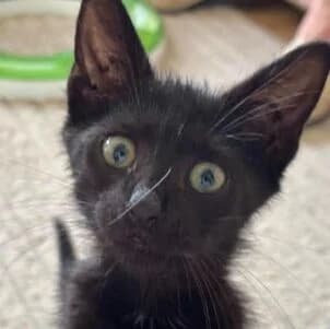 Victor, male Mixed Breed for adoption at Katzenhilfe Lazarus e.V.
