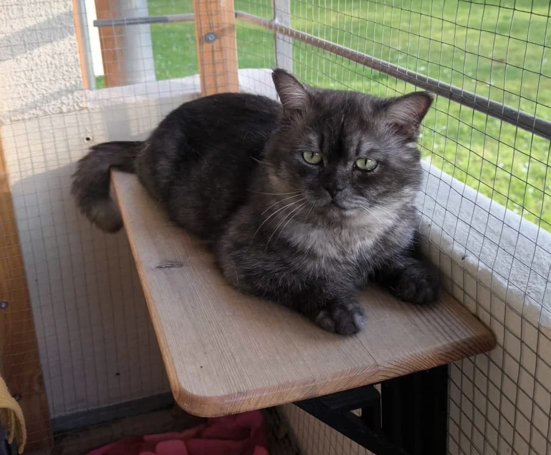 Benni, male 3yo Mixed Breed for adoption at Katzenhilfe Stuttgart e.V.