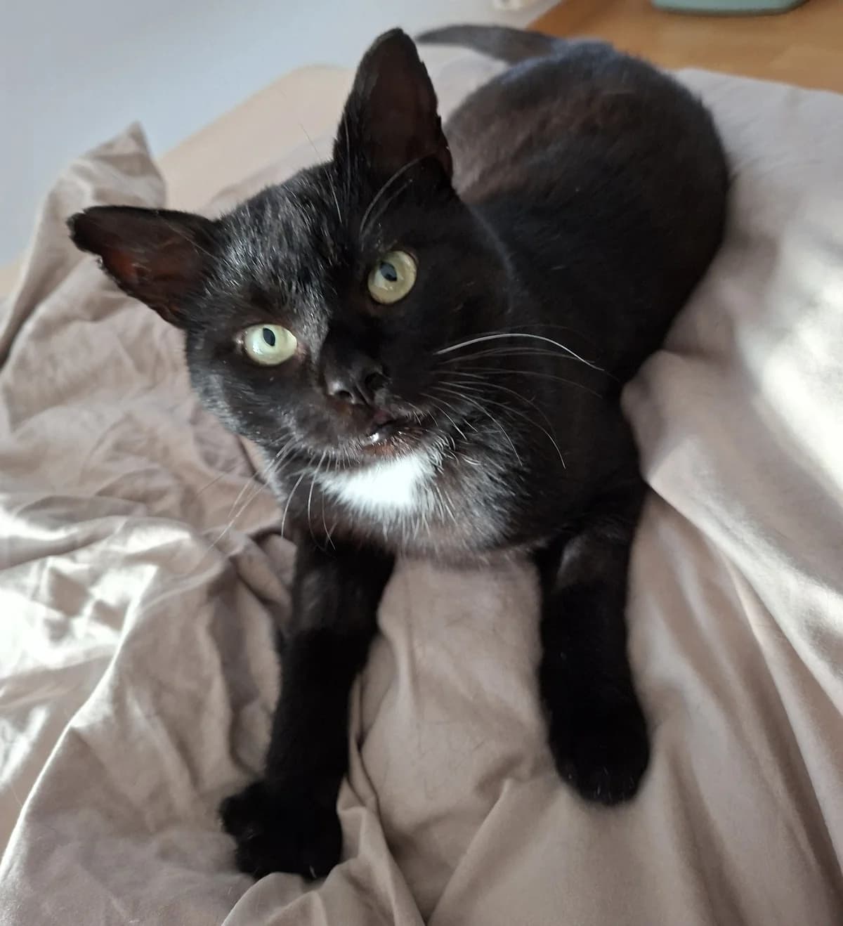 Der Kleine, male Mixed Breed for adoption at Katzenhilfe Stuttgart e.V.