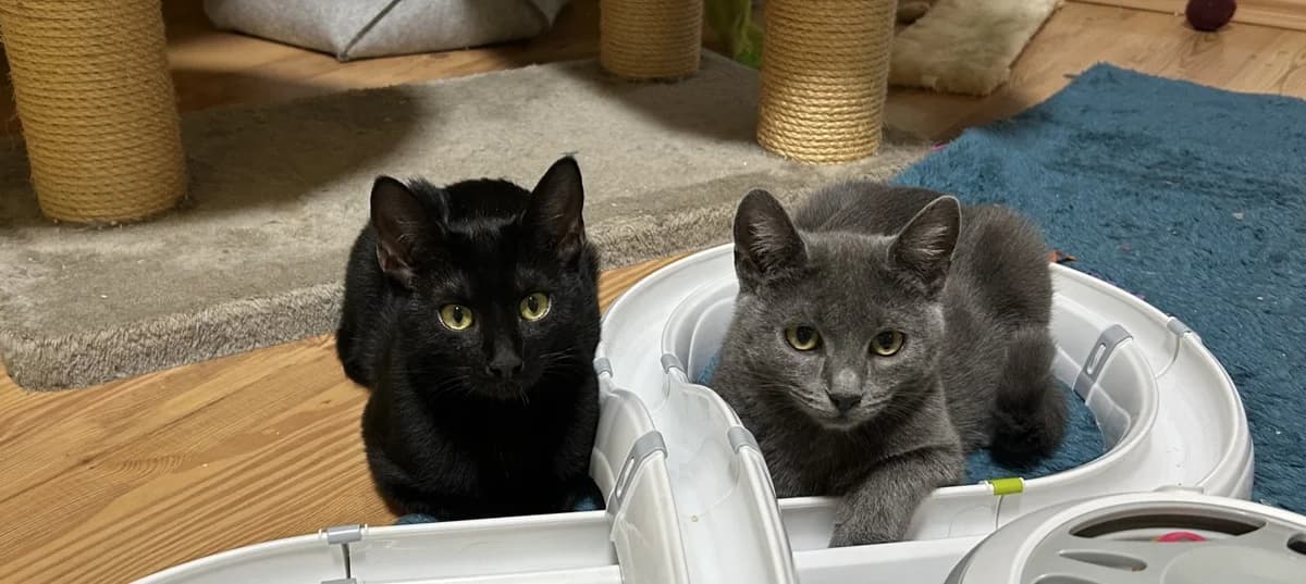 Sammy und Simba, schwarz male young Mixed Breed for adoption at Katzenhilfe Stuttgart e.V.