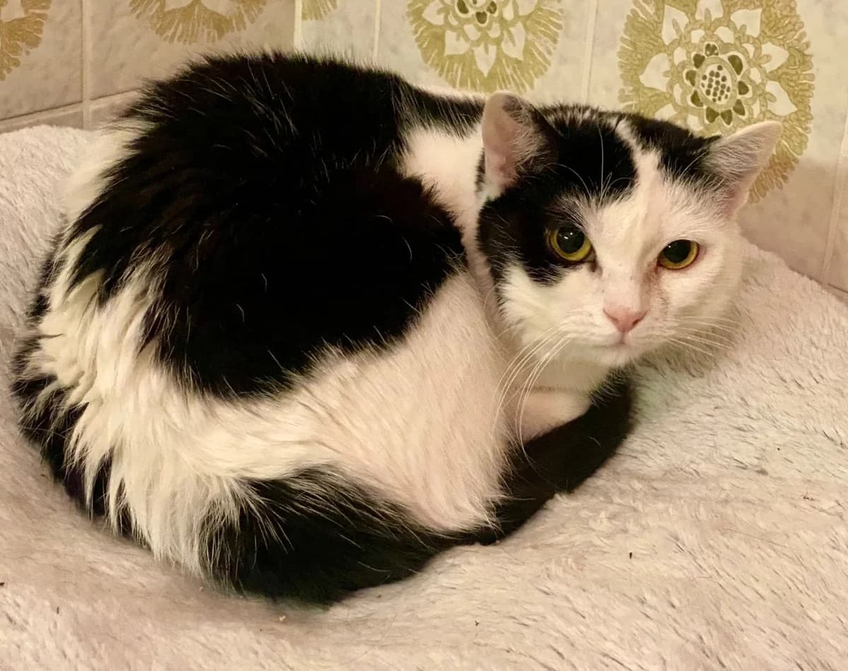 Tinie, female 3yo Mixed Breed for adoption at Katzenhilfe Stuttgart e.V.