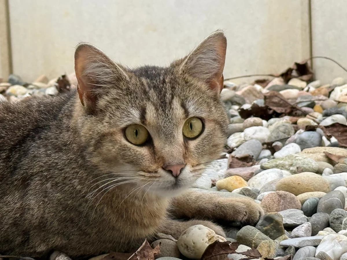 Fizzy, female 3yo Mixed Breed for adoption at Katzenhilfe Stuttgart e.V.