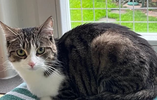 Elly, female young Mixed Breed for adoption at Katzenhilfe Stuttgart e.V.